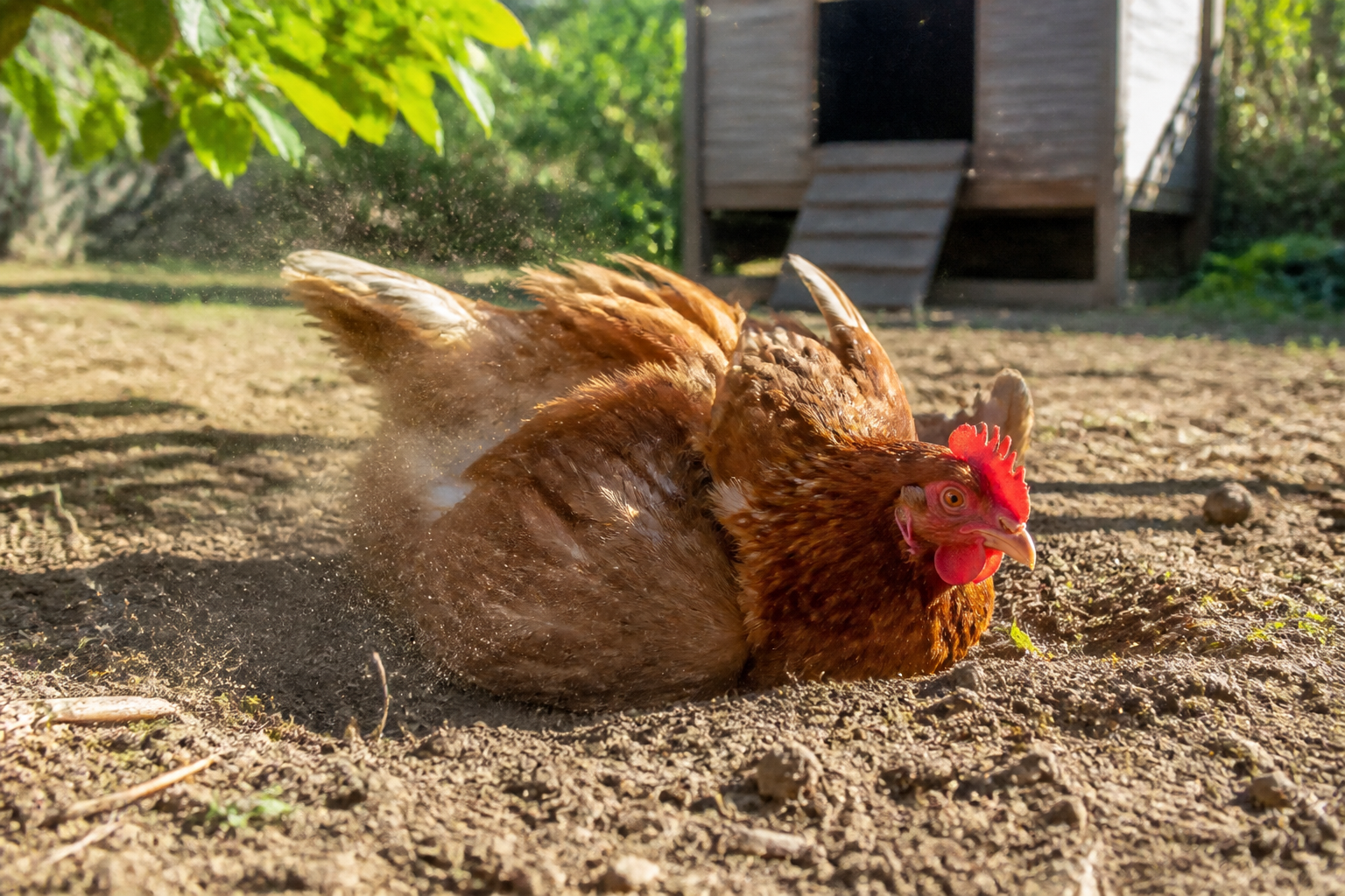 Pourquoi ma poule se roule dans la terre