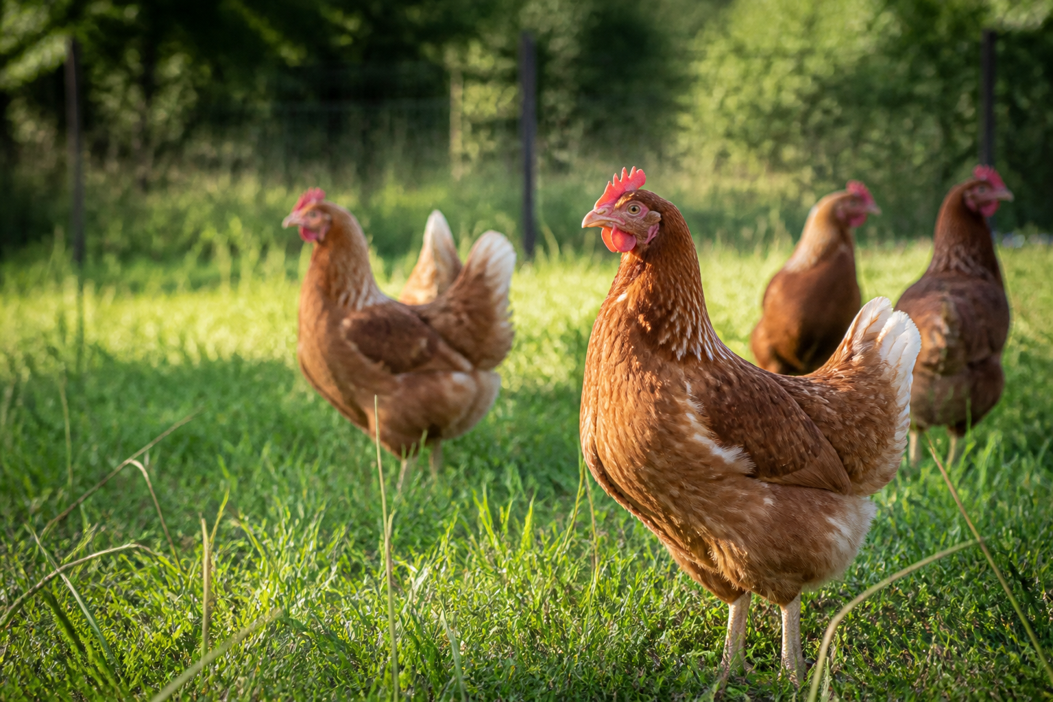 Pénurie de poulettes août 2026