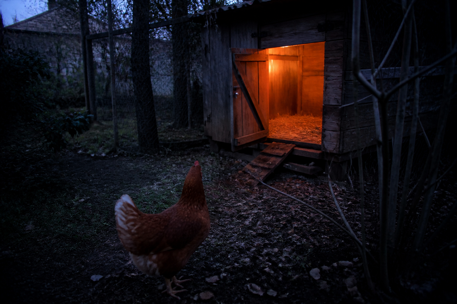 Est-ce que les poules ont des oreilles