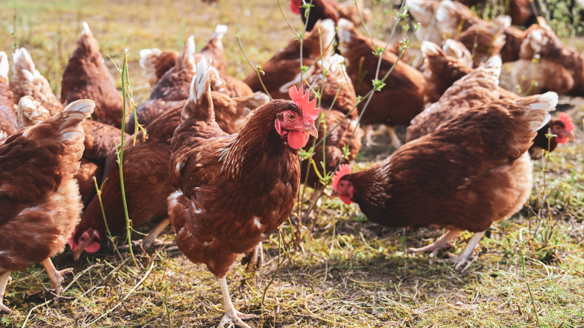 Suis-je prêt à avoir des poules - mini-jeu élevage