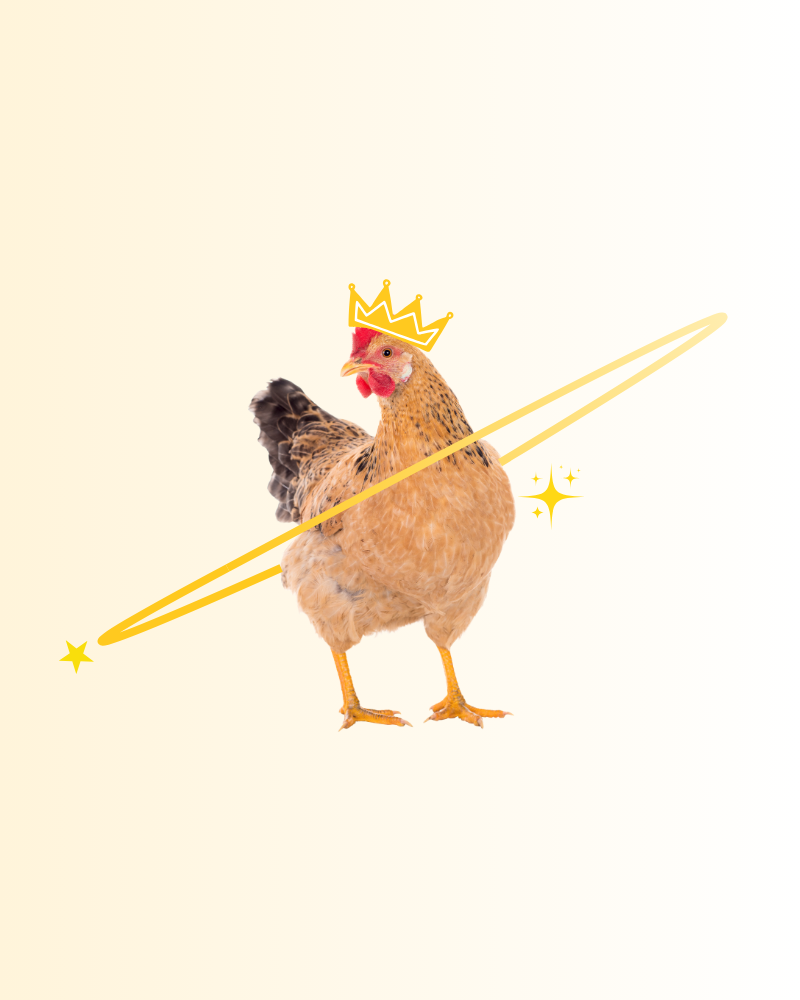 Poule survivante - Lohmann Brown en pleine ponte