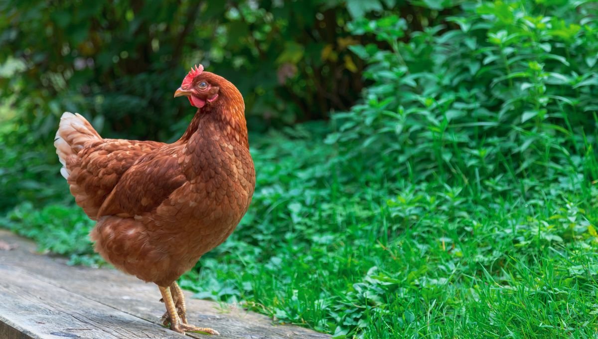 Poule Rousse ISA Brown — poule pondeuse Bordeaux